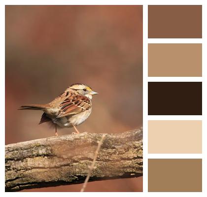 White Throated Sparrow Bird Sparrow Image